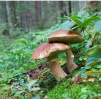 Kuchyně chovatele a zahrádkáře – houby